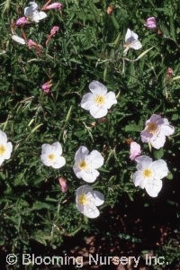 Oenothera speciosa 'Woodside White'